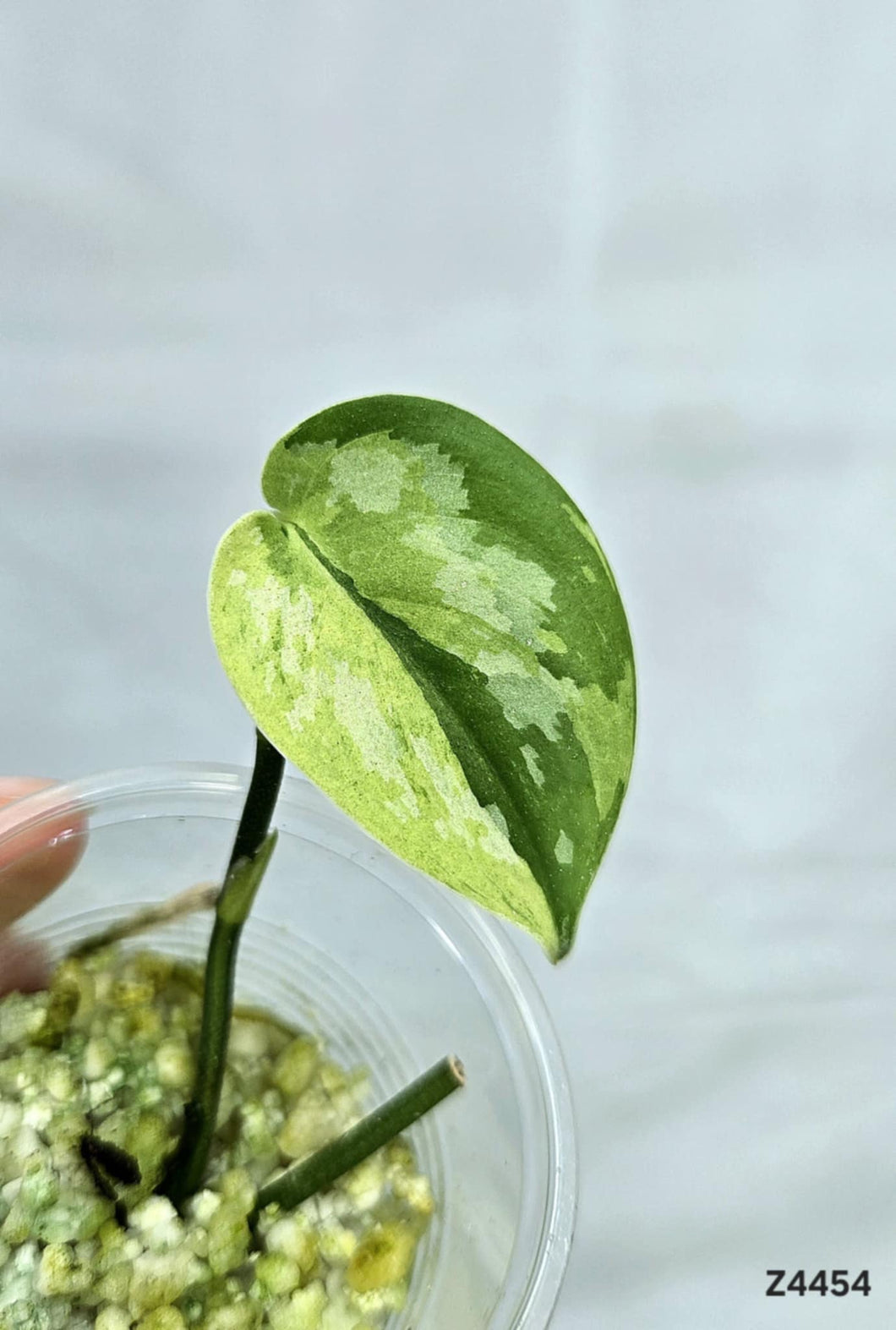 Scindapsus Matcha #Z4454