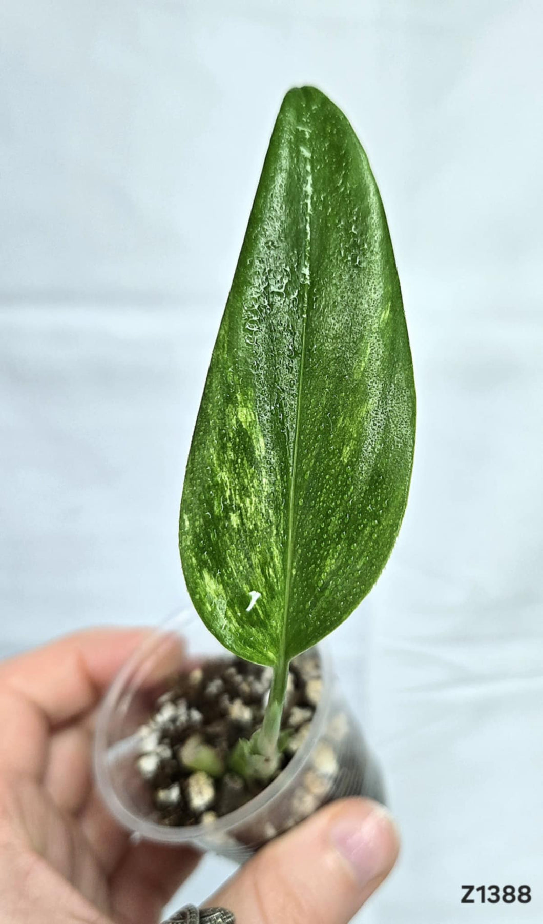 Monstera Standleyana Variegata Cobra #Z1388