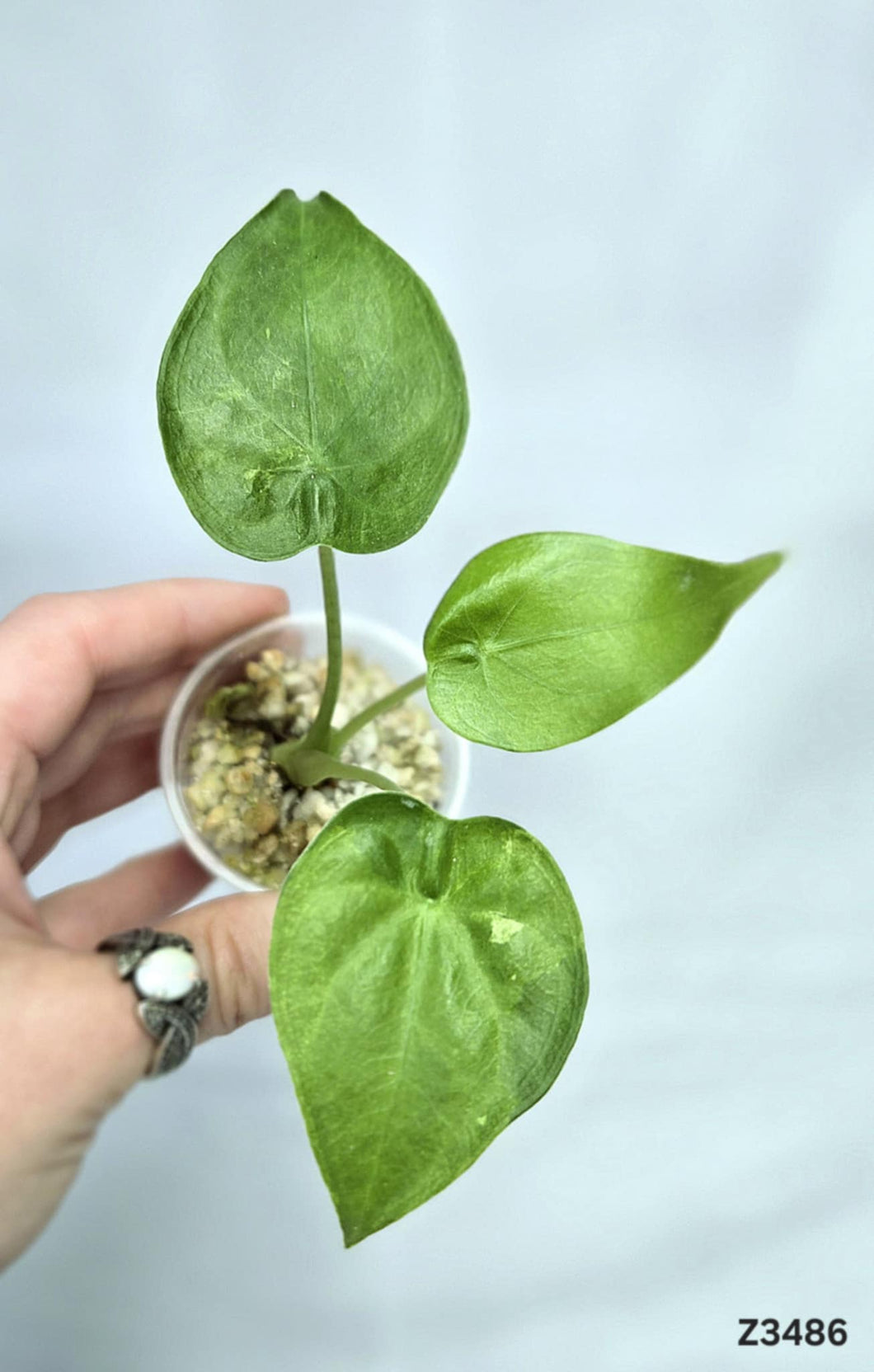 Alocasia Cucullata Aurea #Z3486