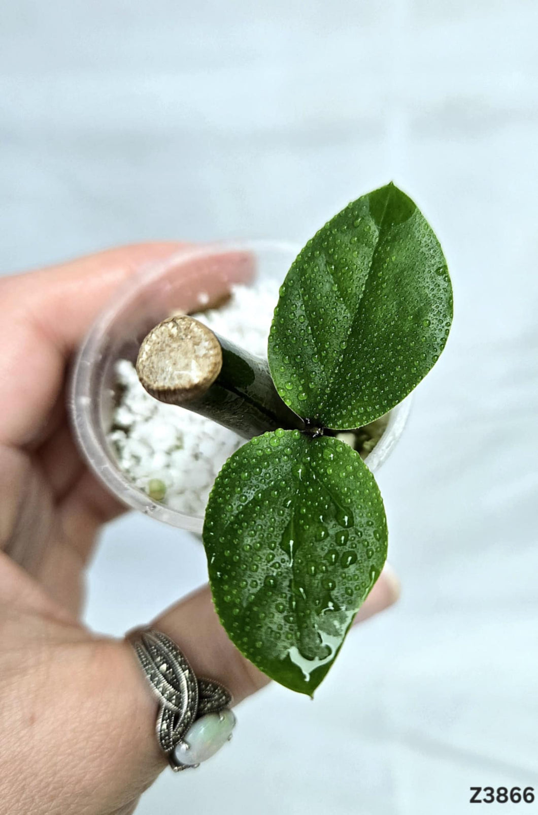Zz plant Variegata Revert #Z3866