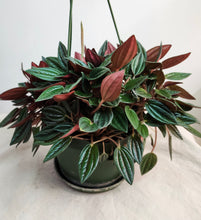 Charger l&#39;image dans la galerie, Peperomia rosso⭐️
