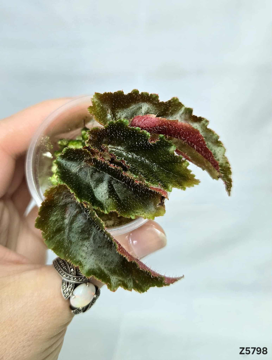 Bégonia Galaxy Revert #Z5798