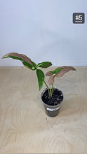 Charger l&#39;image dans la galerie, Syngonium tricolore
