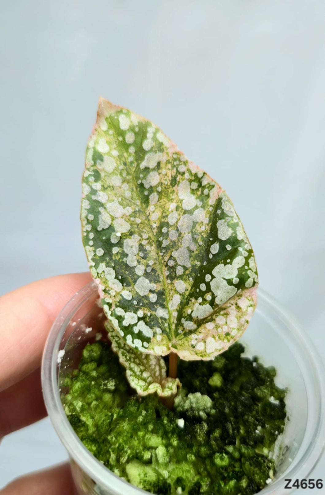 Bégonia Snowcapped Variegata #Z4656