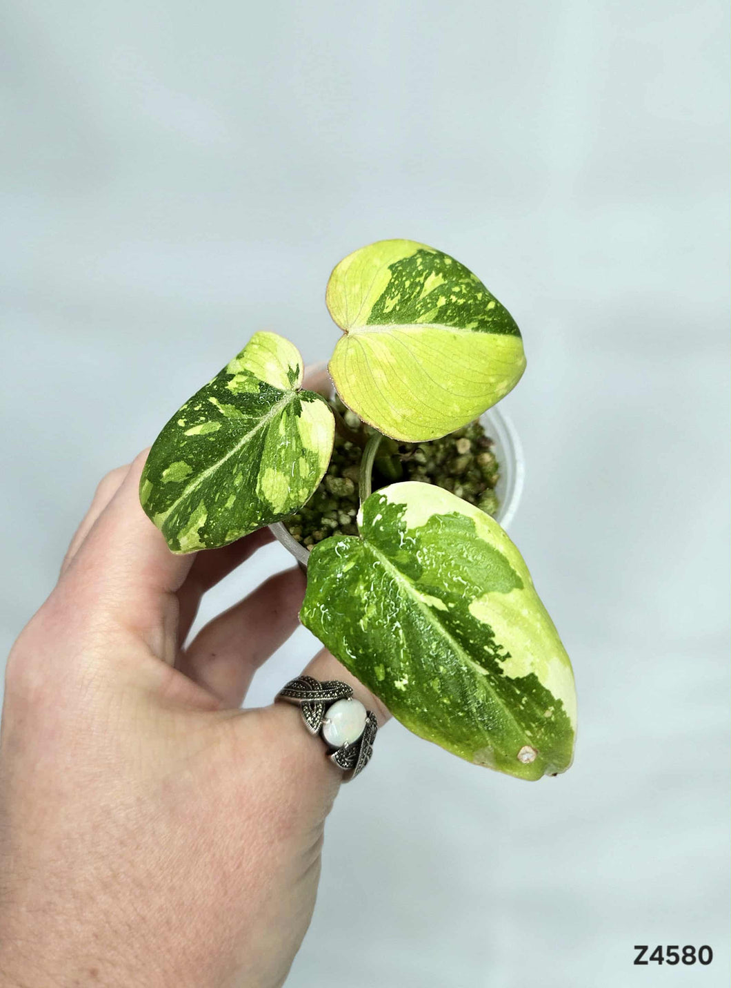 Philodendron Gloriosum Variegata #Z4580