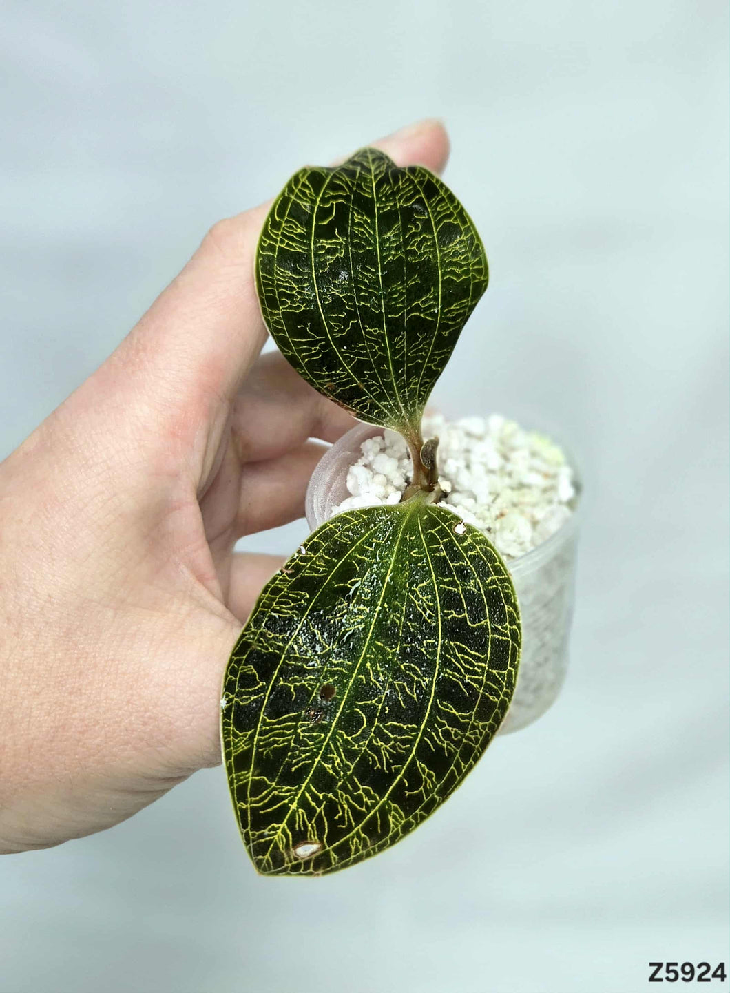 Orchidée Mac Petolata Variegata (kalimantan) #Z5924