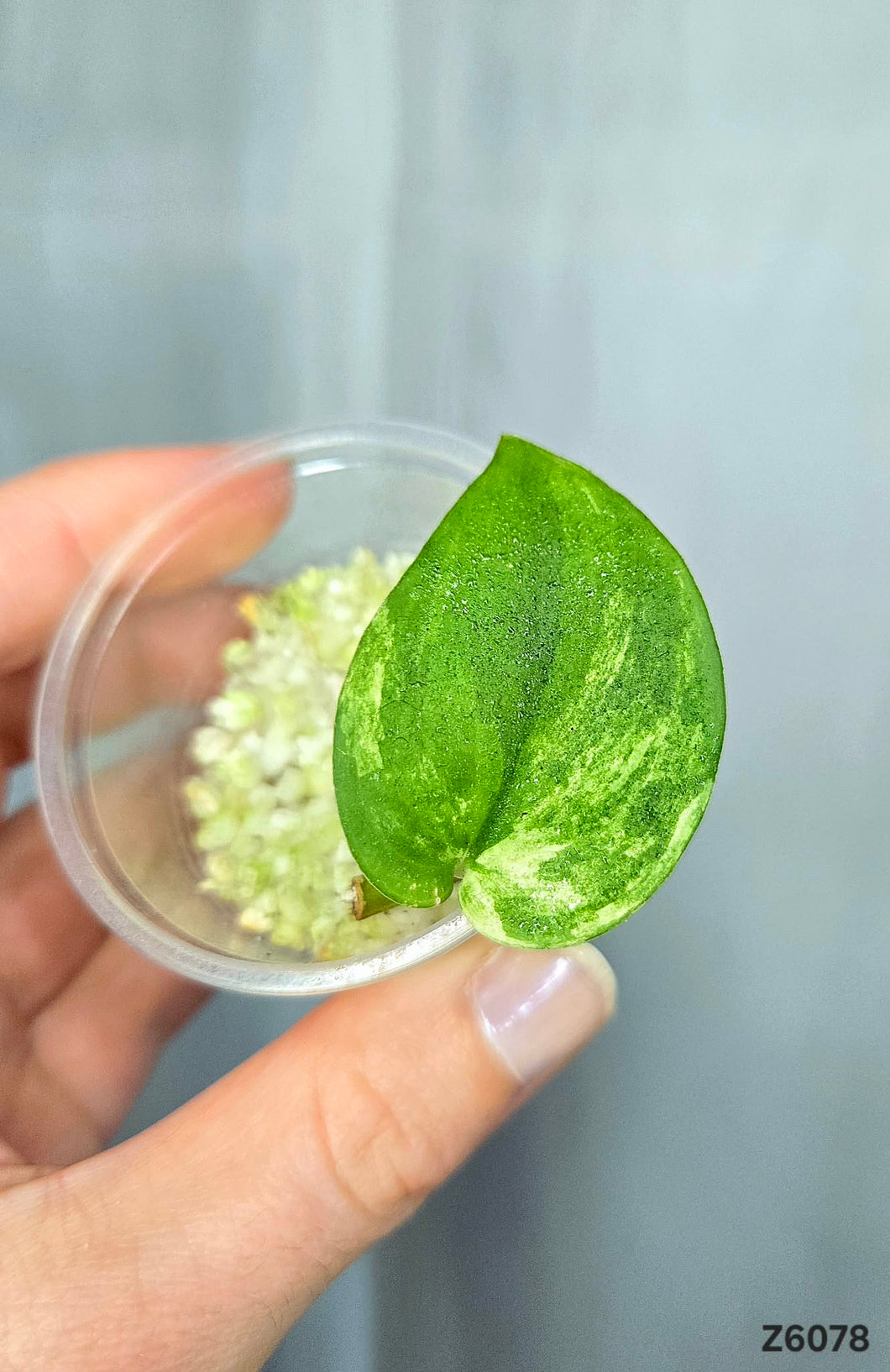 Scindapsus Jade Satin Variegata #Z6078