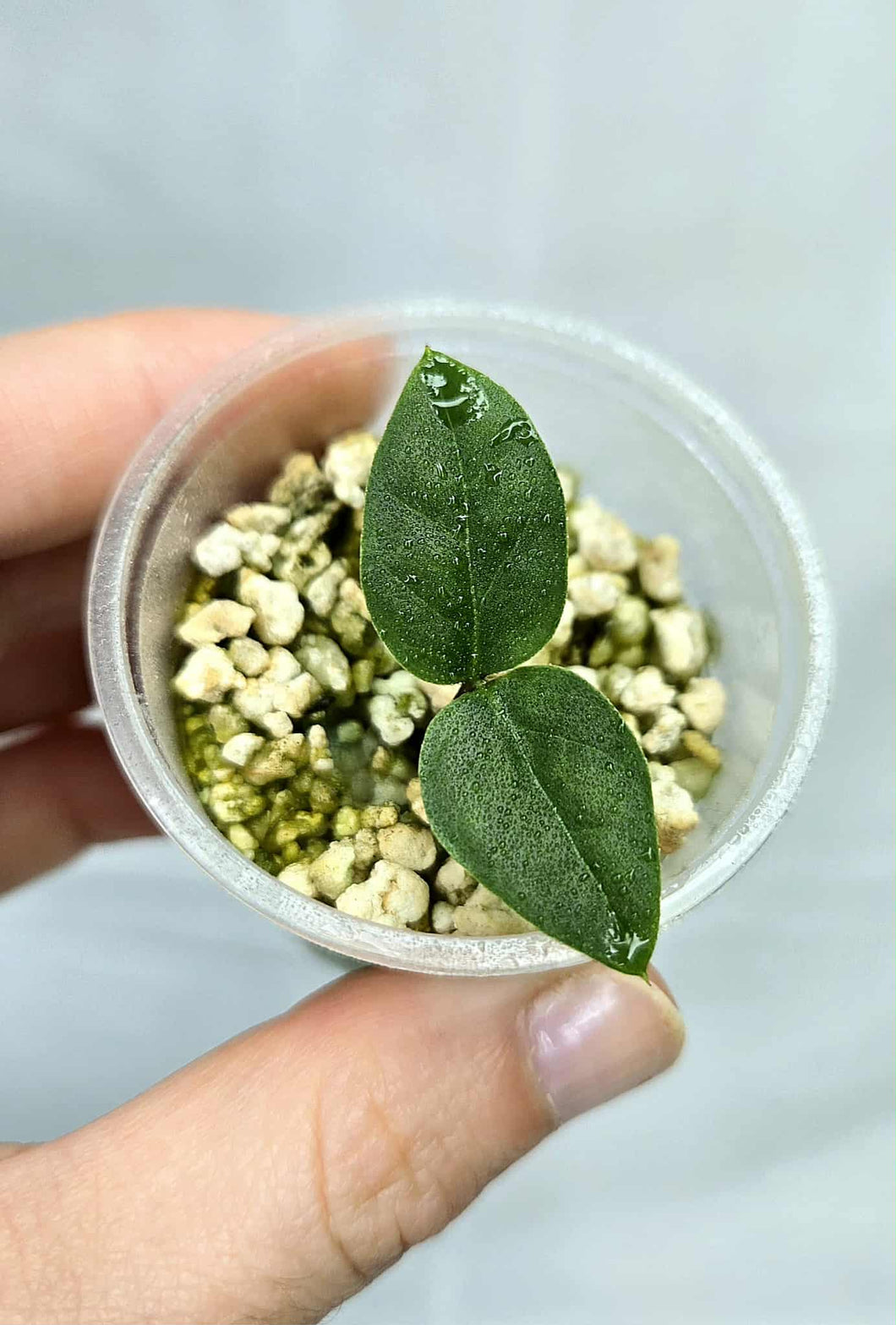 ZZ Plant Variegata revert #Z4354