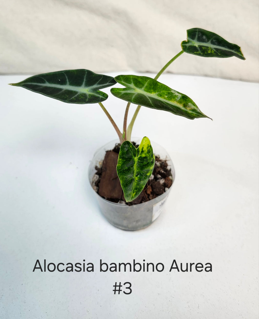 Alocasia Bambino aurea variegata #3