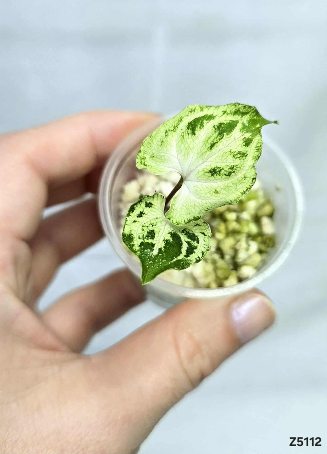 Syngonium Batik Variegata #Z5112