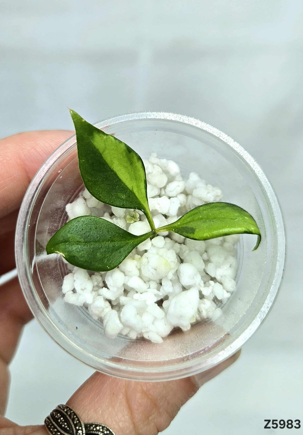 Cissus Variegata #Z5983
