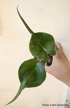 Charger l&#39;image dans la galerie, Alocasia sting ray
