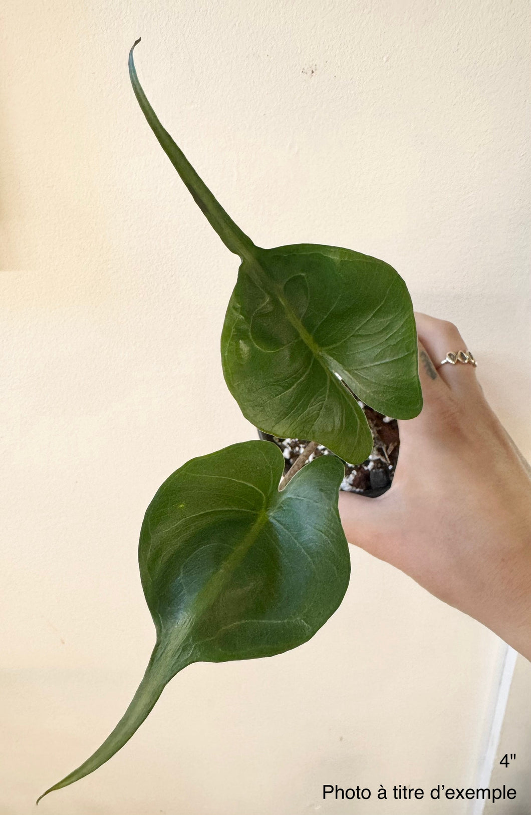 Alocasia sting ray