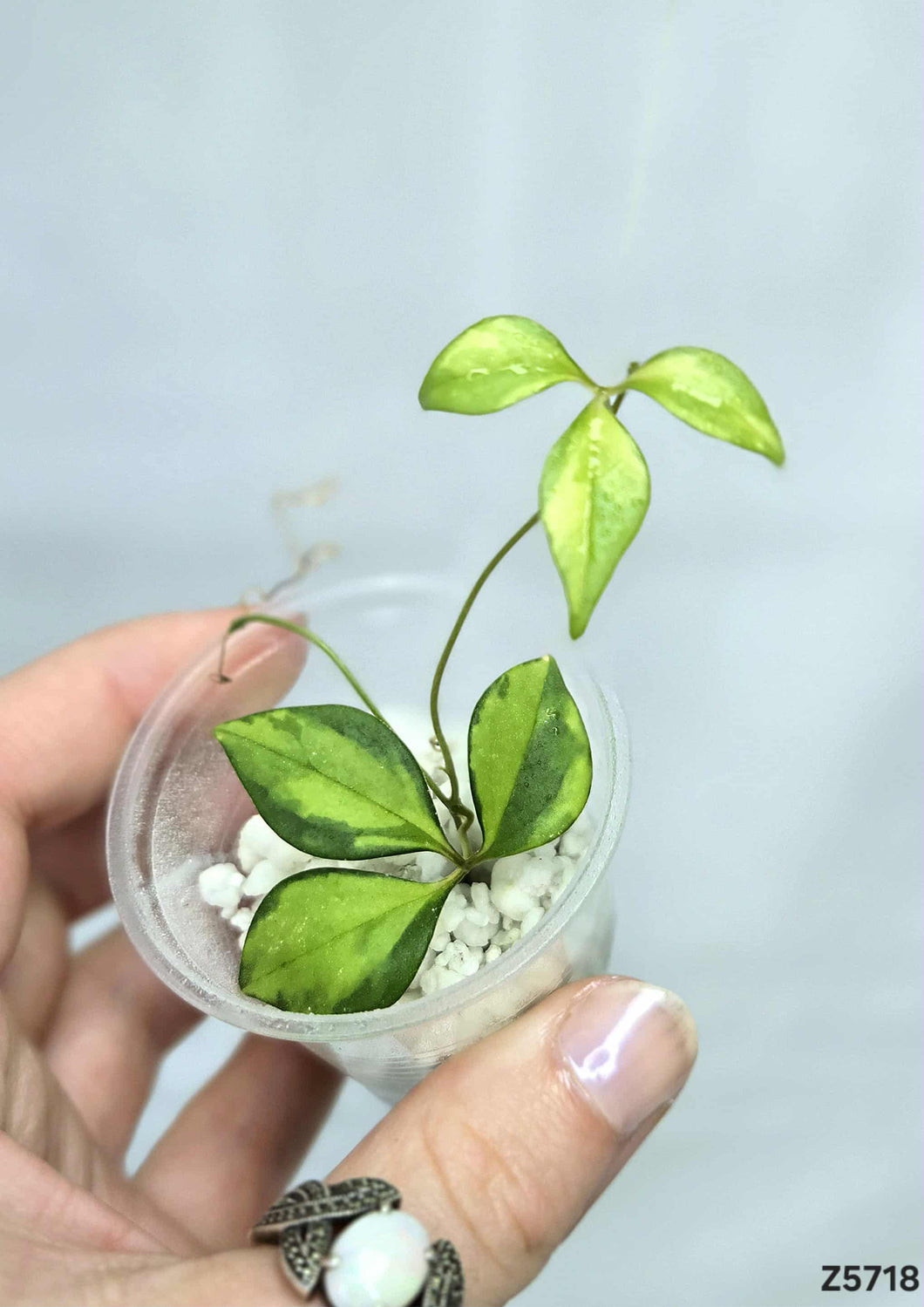 Cissus Variegata #Z5718