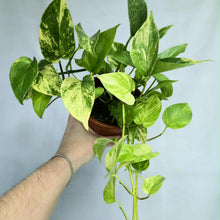 Load image into Gallery viewer, Pothos en pot : feuilles vert vif et lianes retombantes
