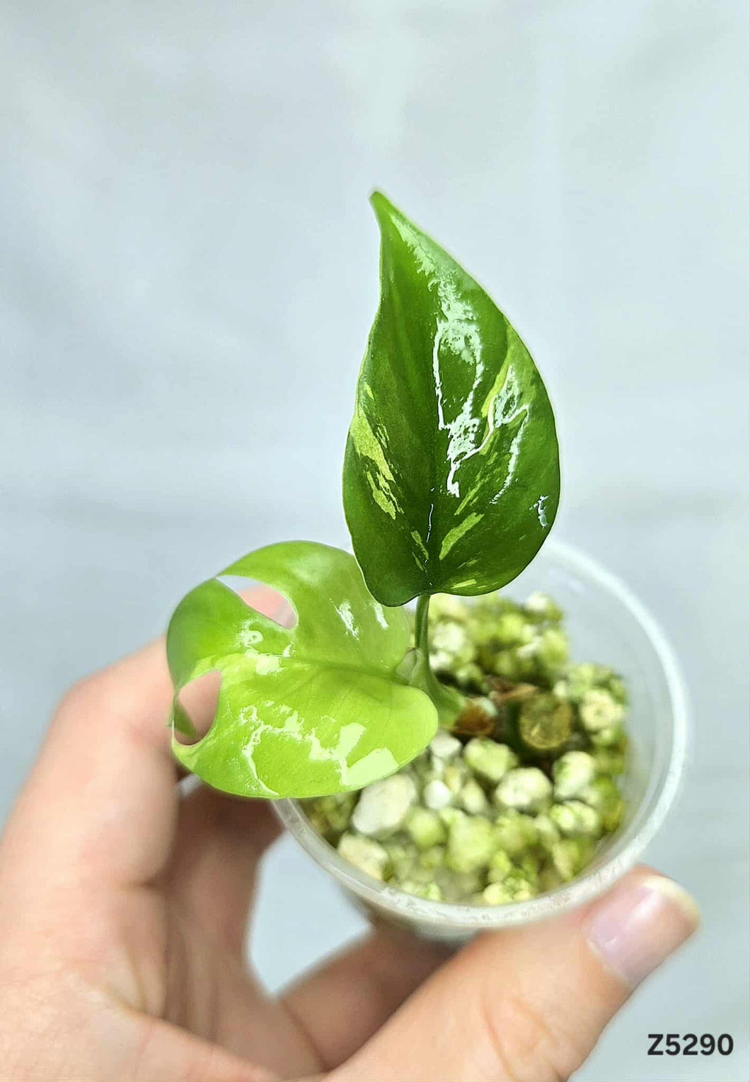 Raphidophora Tetrasperma Variegata #Z5290