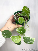 Charger l'image dans la galerie, Scindapsus Silver Cloud
