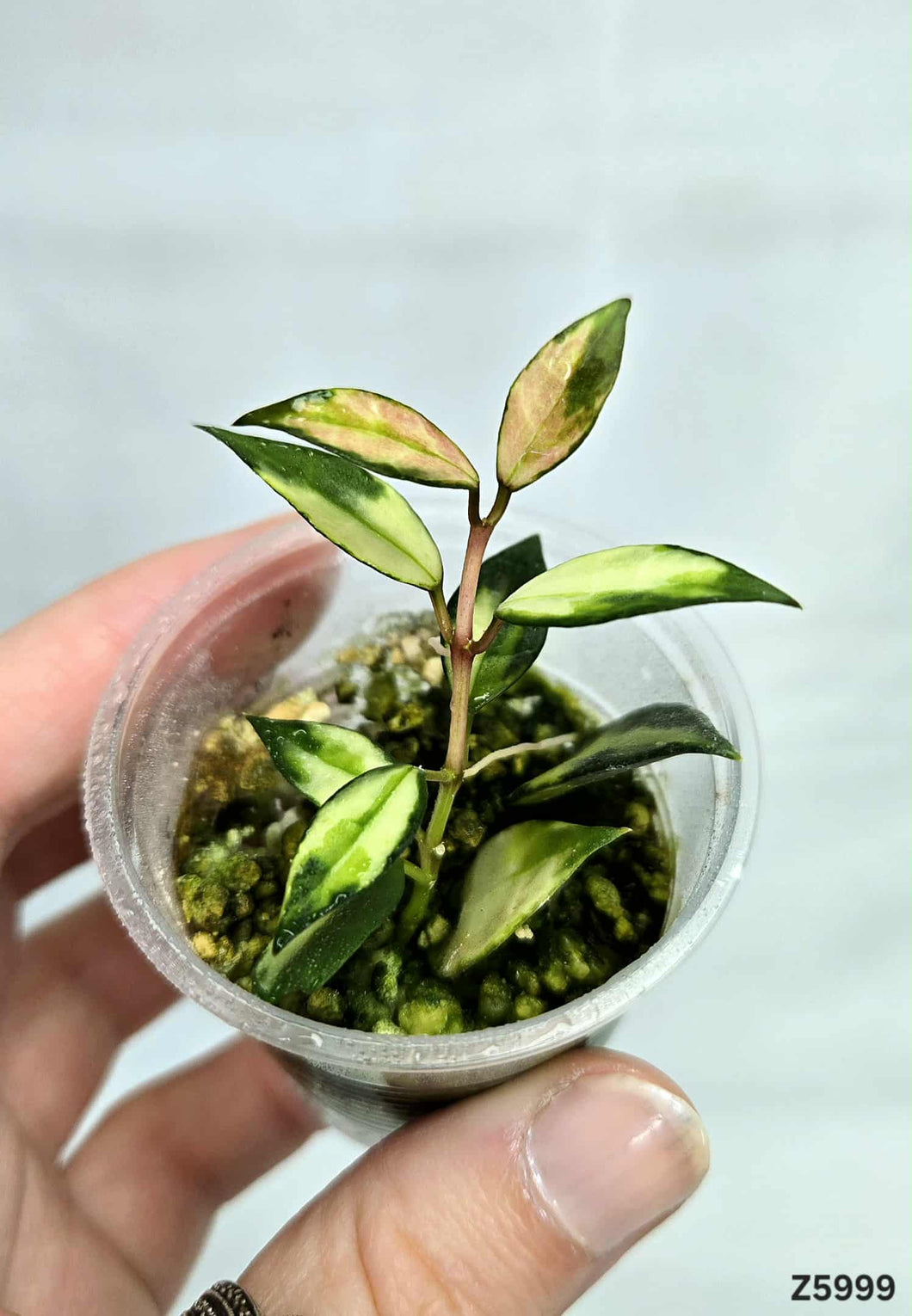 Hoya Lacunosa Variegata ⭐️ #Z5999