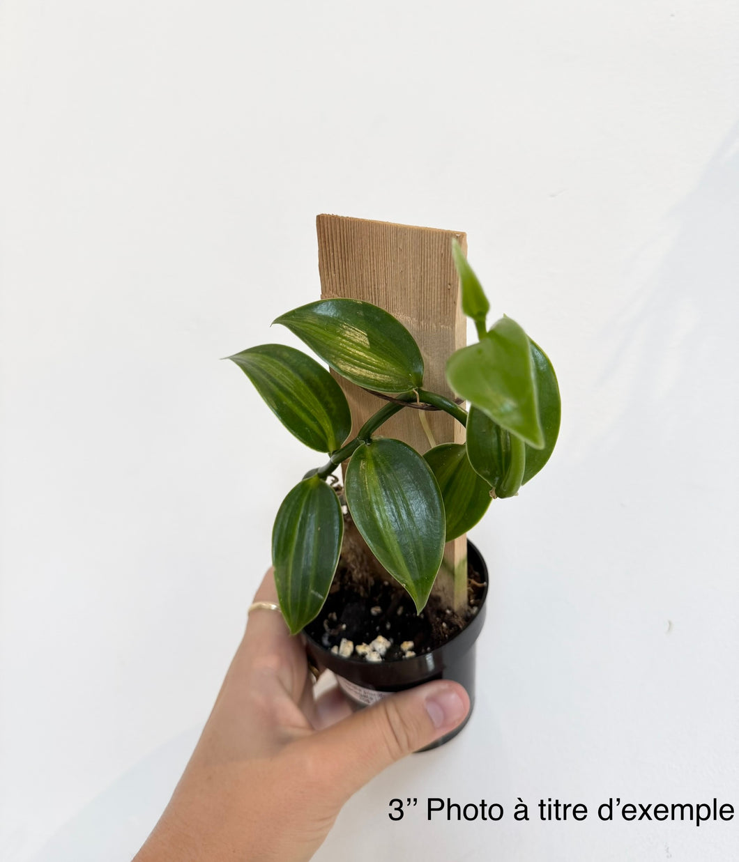 Orchidée Vanilla planifolia variegata jaune