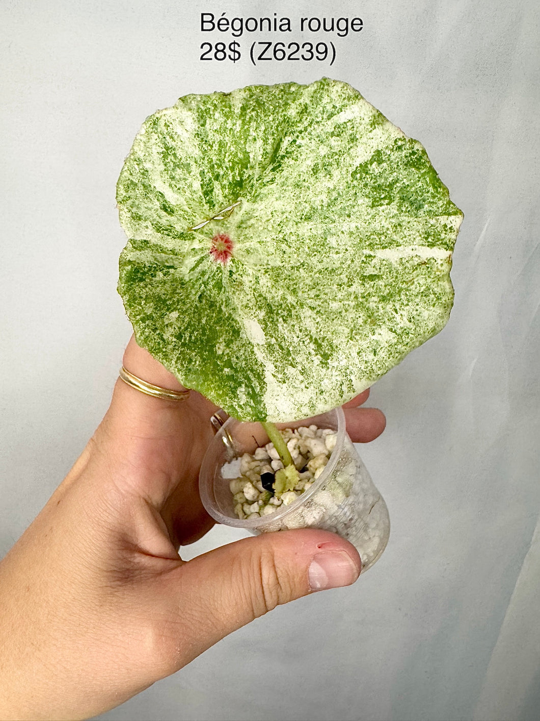 Bégonia rouge Z6239