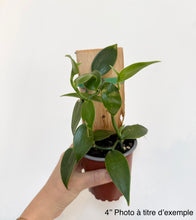 Charger l&#39;image dans la galerie, Orchidée Vanilla planifolia
