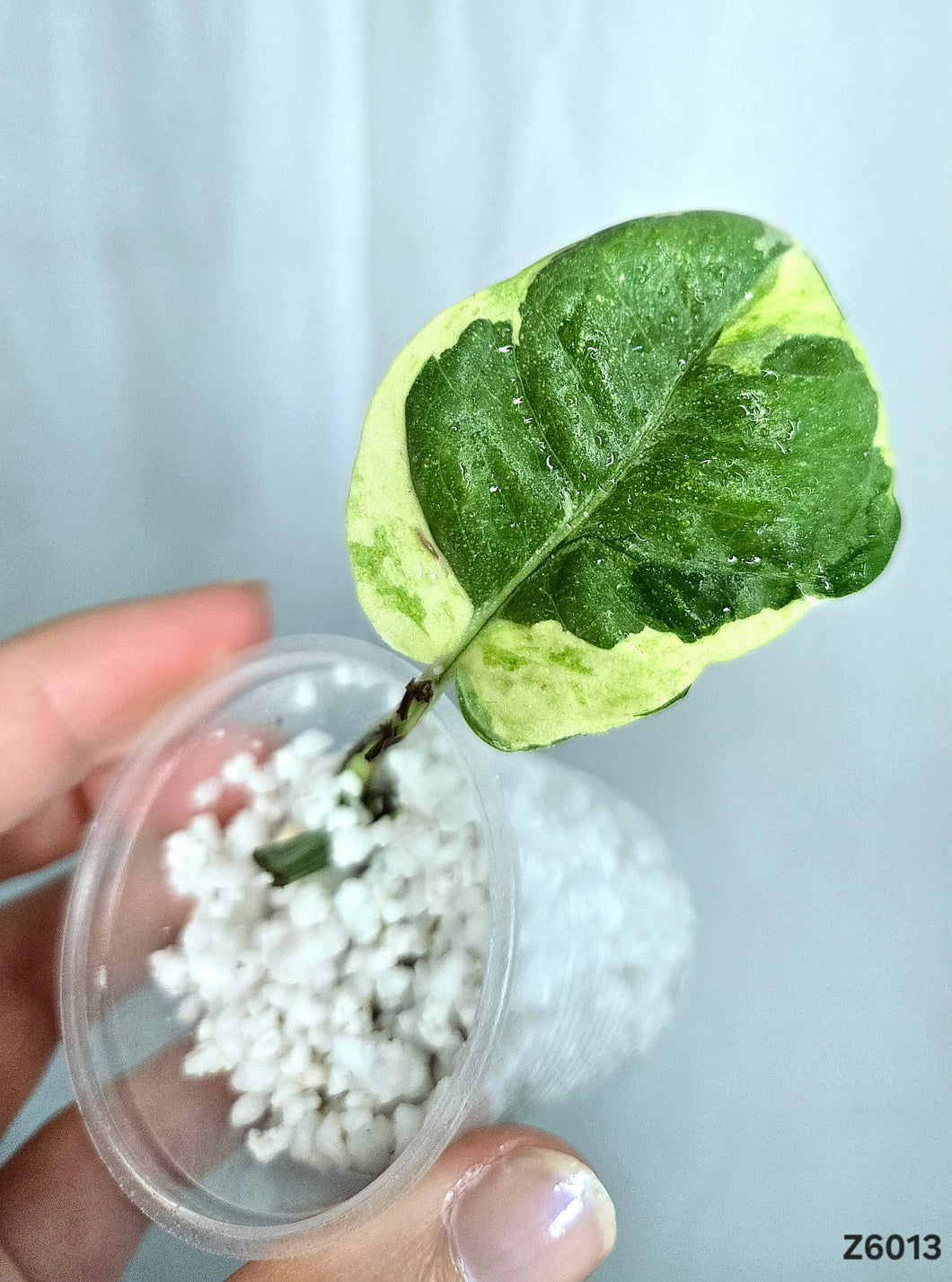 Pothos N’Joy #Z6013