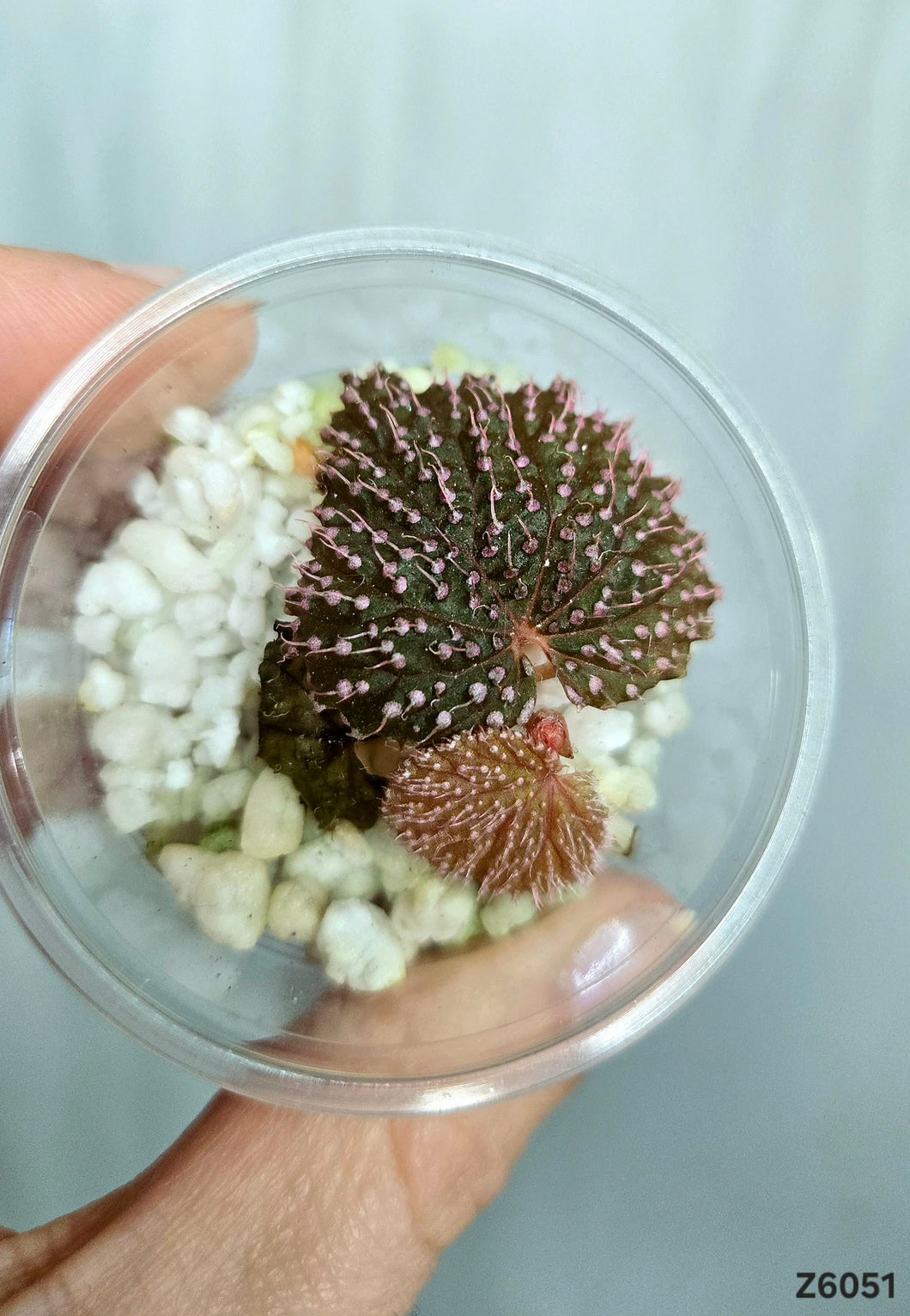 Bégonia Pink Urchin  #Z6051