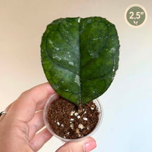 Charger l'image dans la galerie, Plante Hoya Svetlana EPC-959 en pot, feuille vert foncé en forme de cœur

