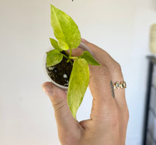 Charger l'image dans la galerie, Jeune Anthurium vittarifolium variegata en pot, feuilles vert clair, tenu par une main
