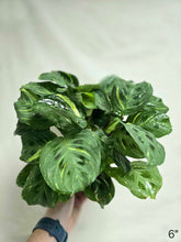 Load image into Gallery viewer, Maranta variegata⭐️
