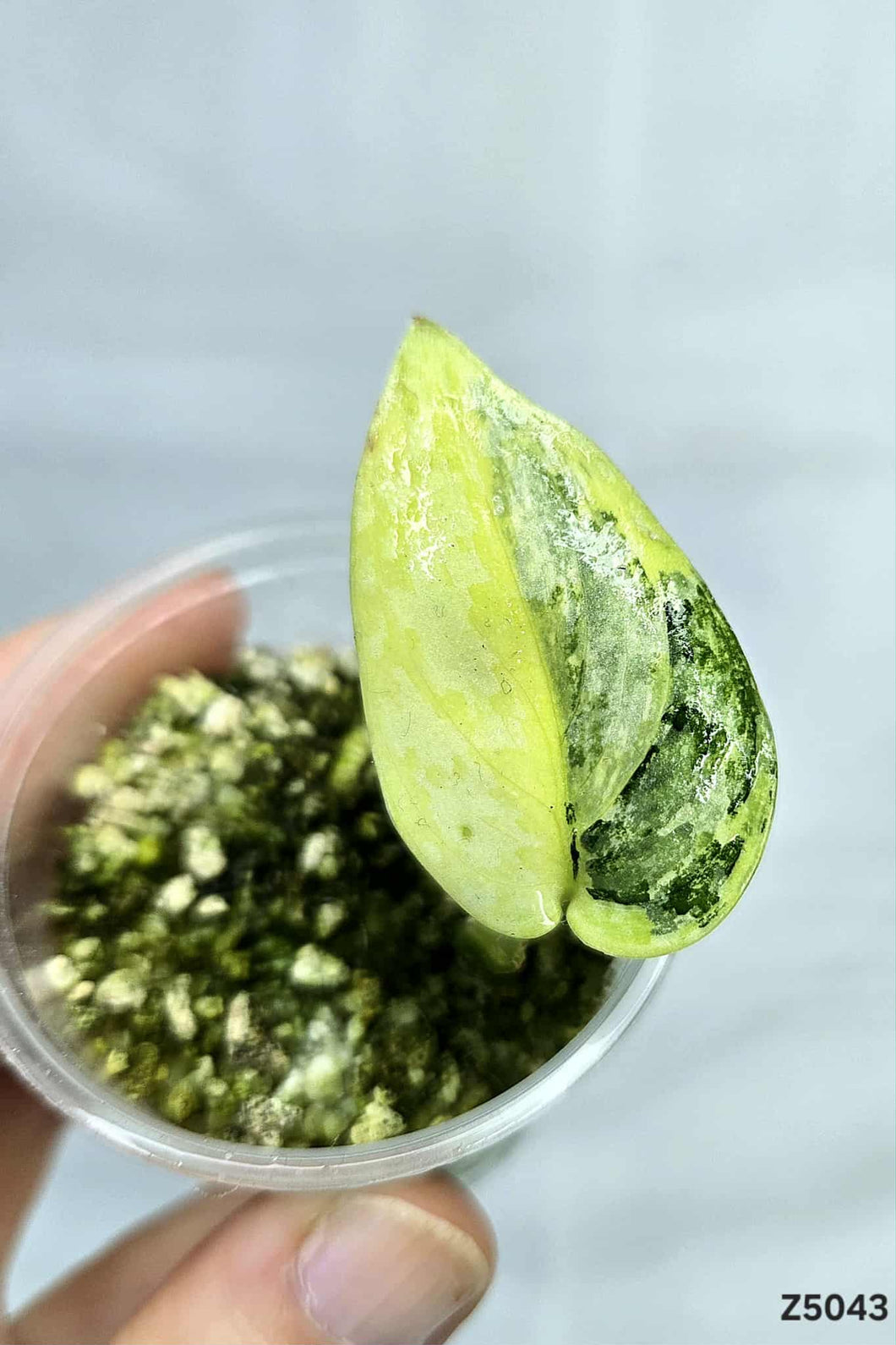 Scindapsus Apolaki #Z5043