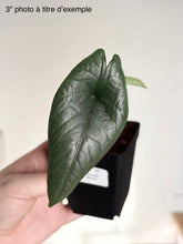 Load image into Gallery viewer, Alocasia Bisma
