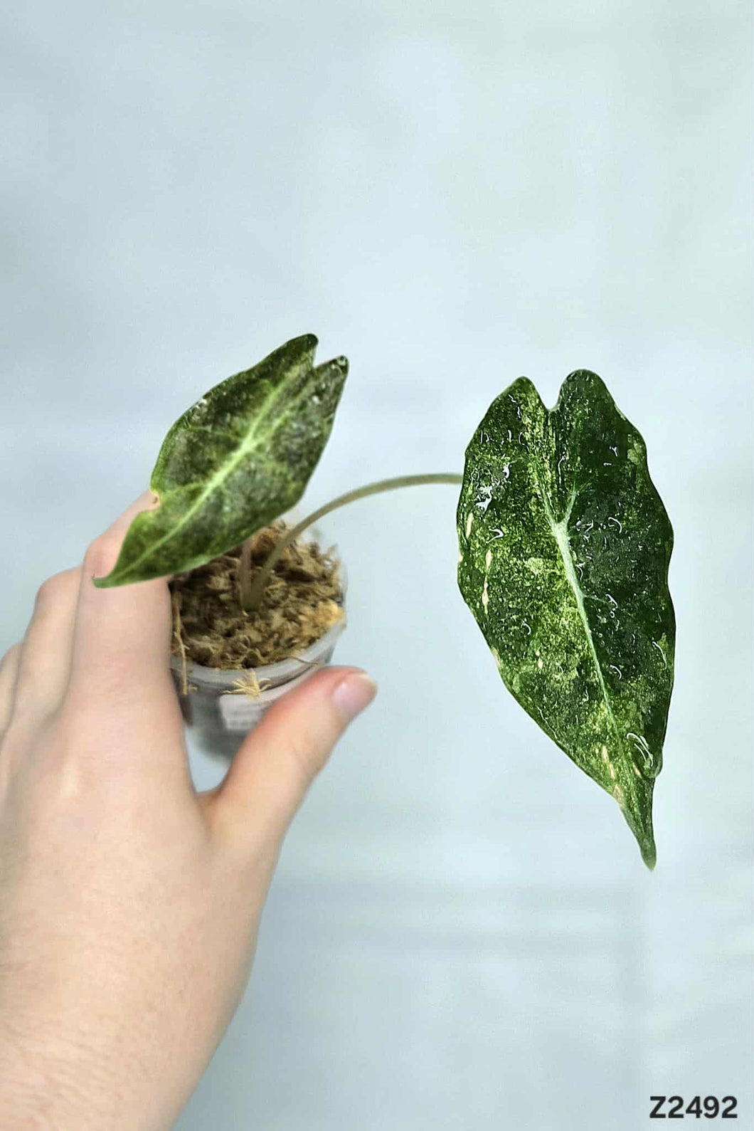 Alocasia Black Satun Variegata #Z2492