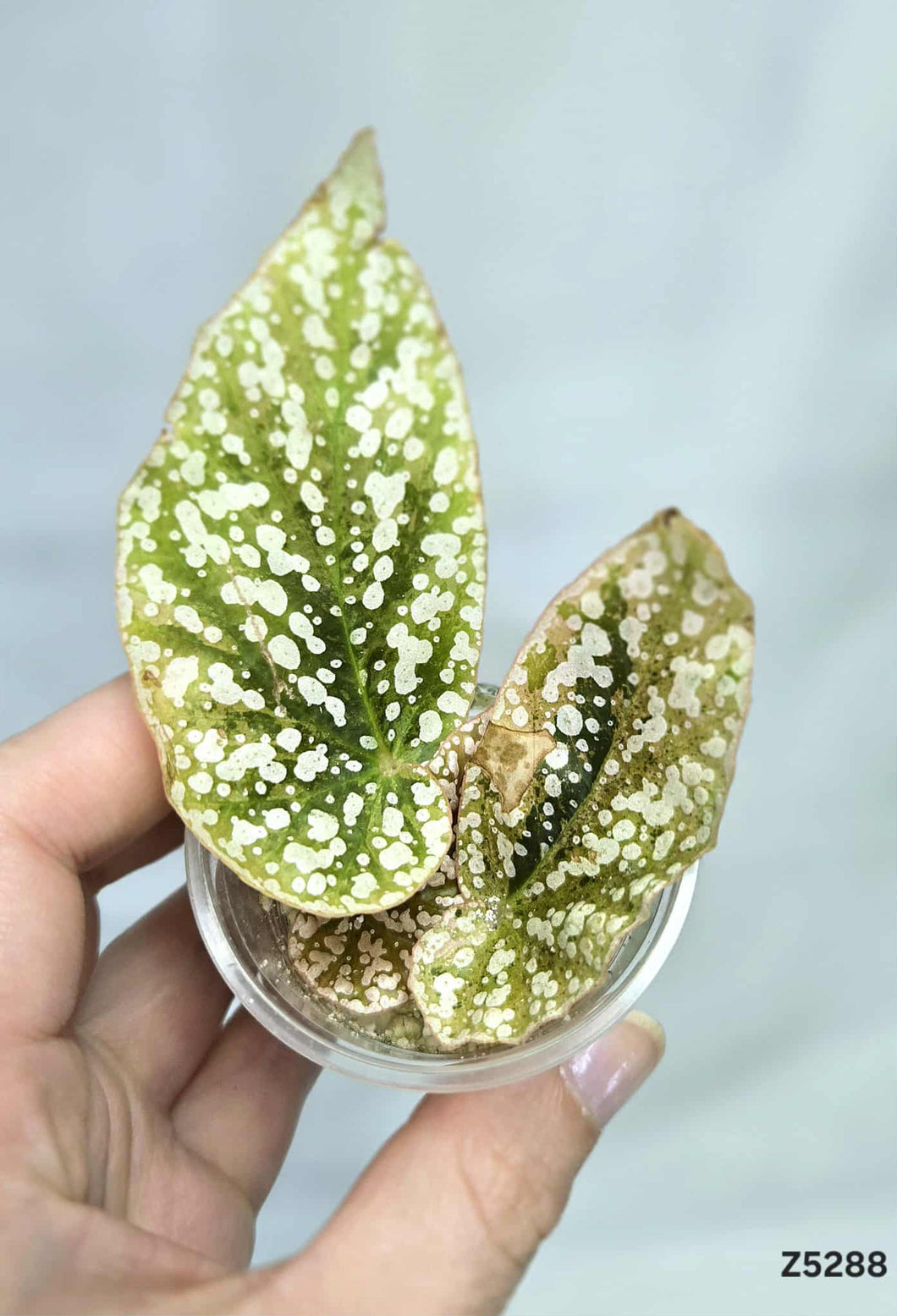 Bégonia Snowcapped Variegata #Z5288