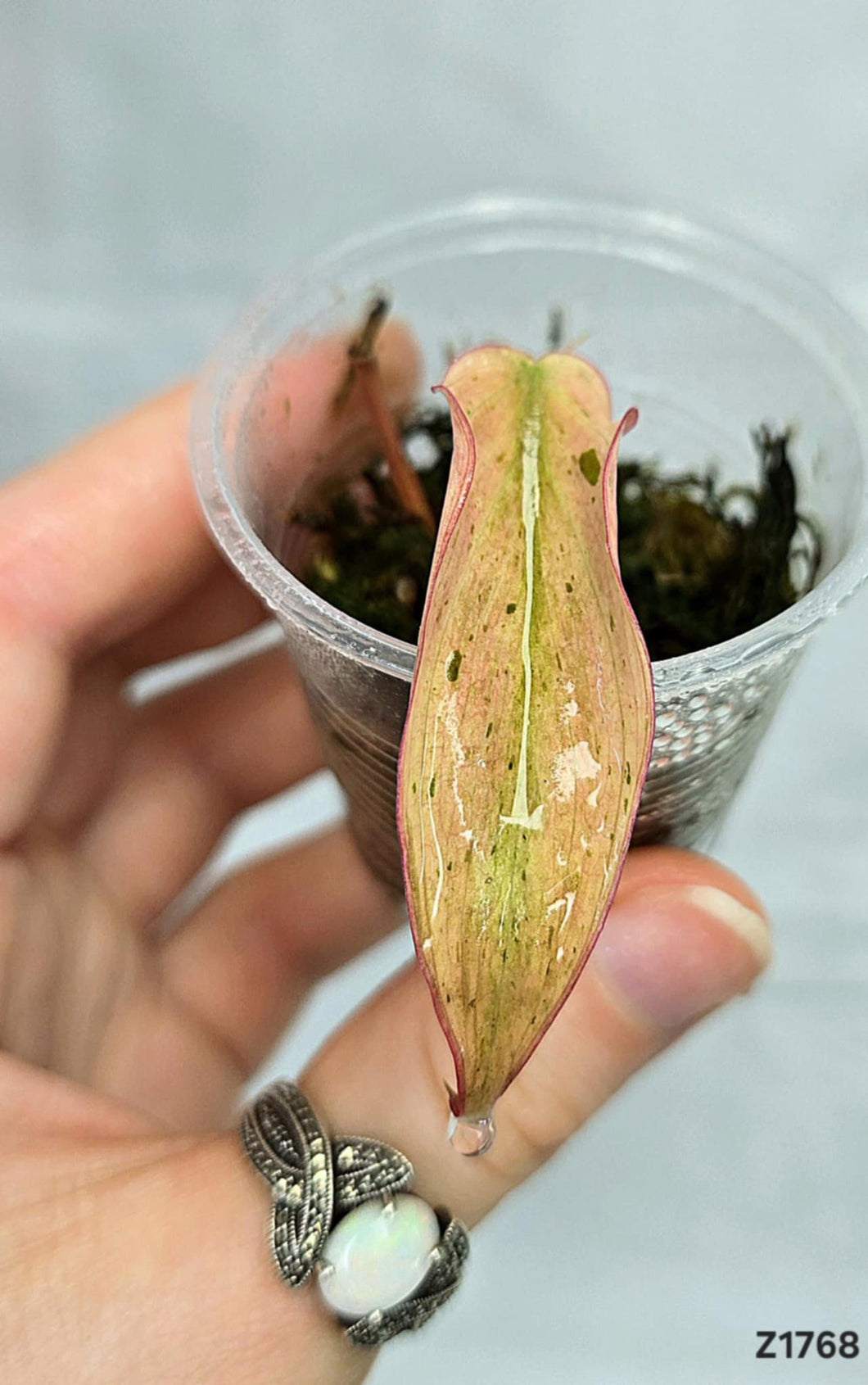 Philodendron Micans Mint #Z1768