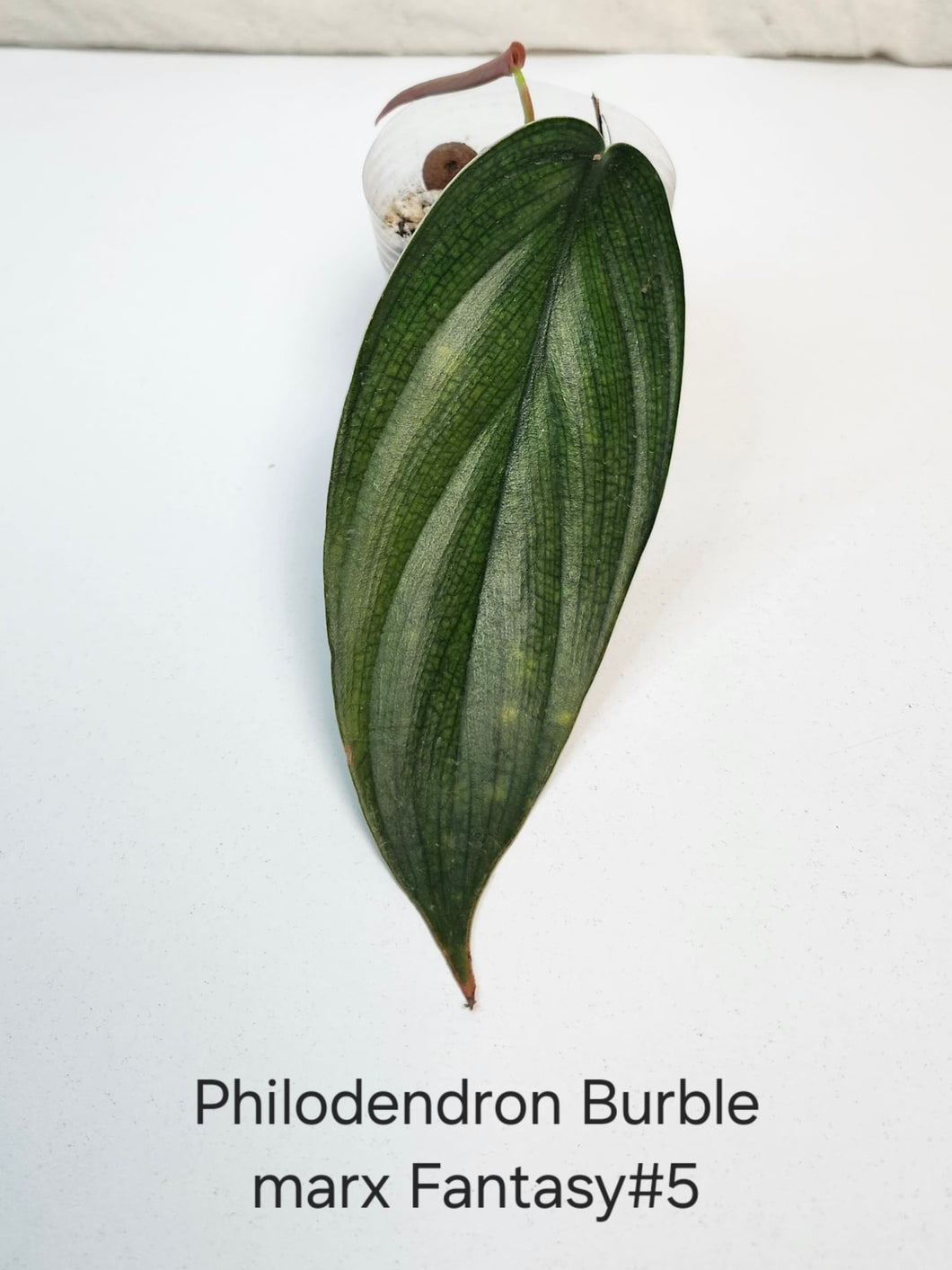 Philodendron burble marx fantasy #5