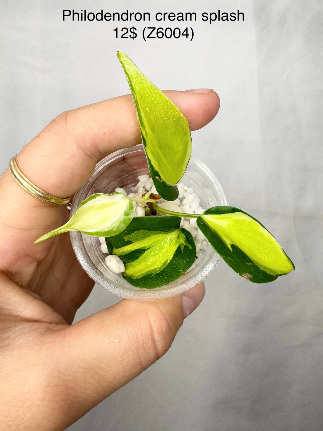 Philodendron Cream Splash #Z6004