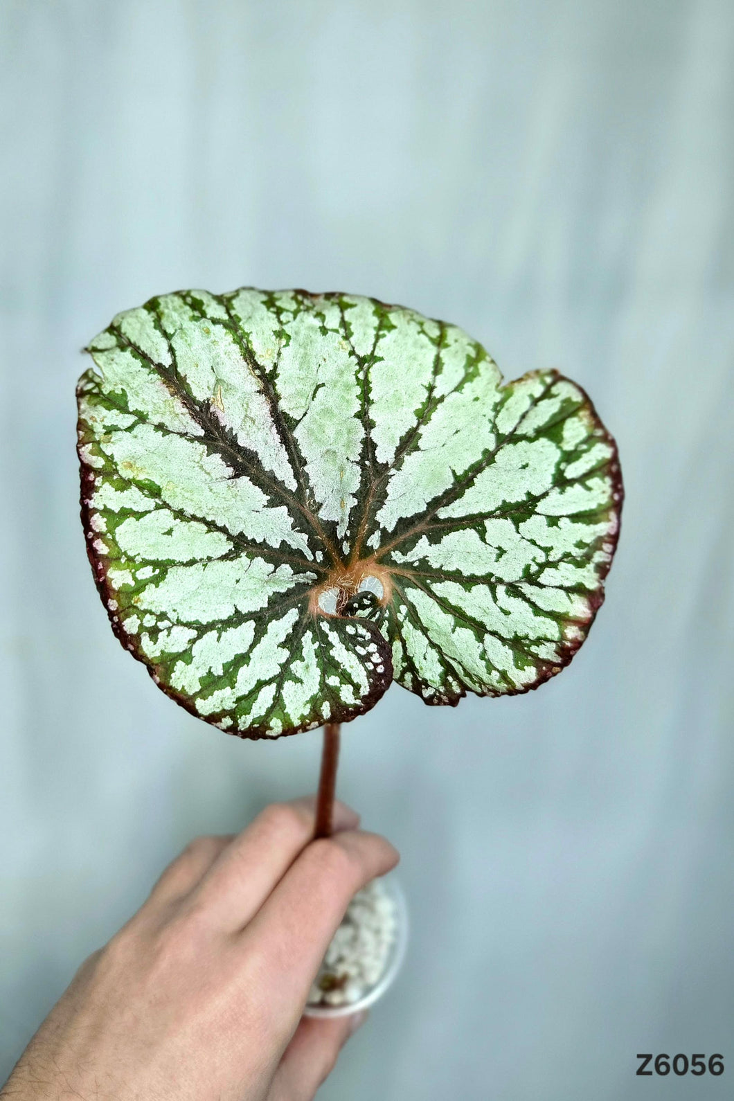 Bégonia No Id  #Z6056