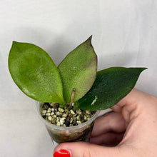 Charger l'image dans la galerie, Hoya Anulata en pot, feuilles vertes épaisses et succulentes
