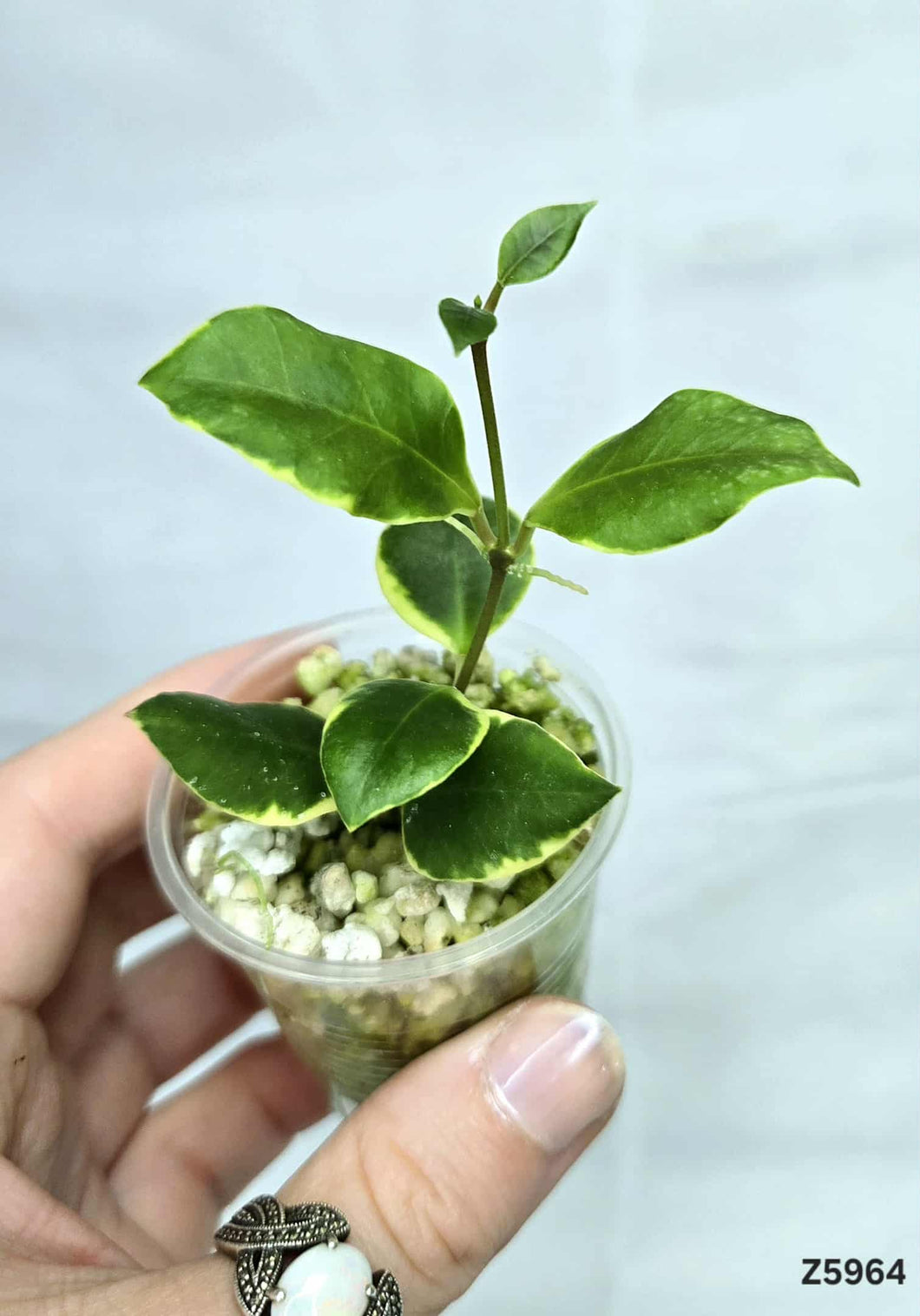 Hoya Heuschkeliana Albo ⭐️ #Z5964