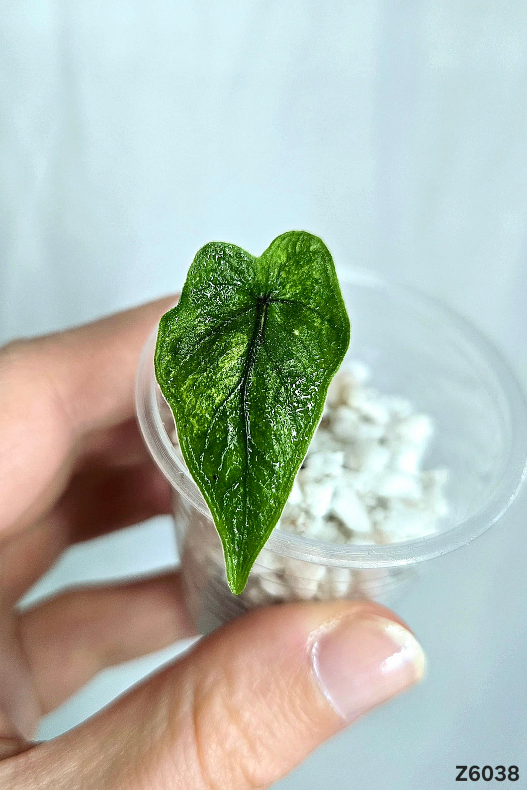 Alocasia Jacklyn Mystic  #Z6038