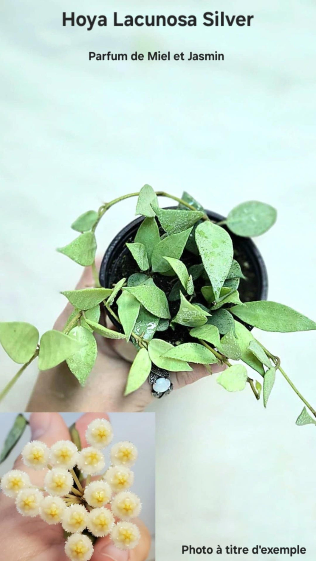 Hoya lacunosa silver ⭐️