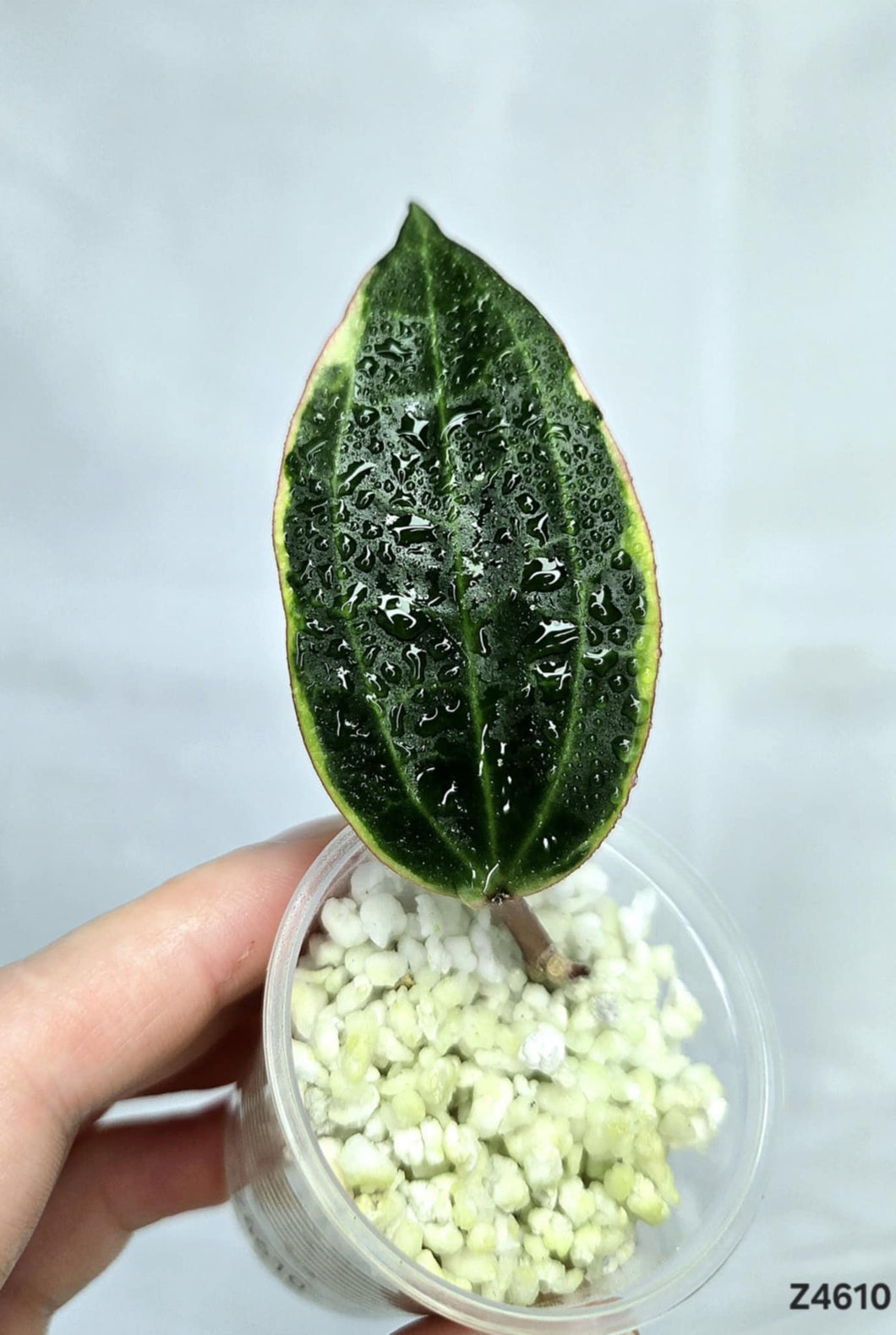 Hoya Macrophylla ⭐️ #Z4610