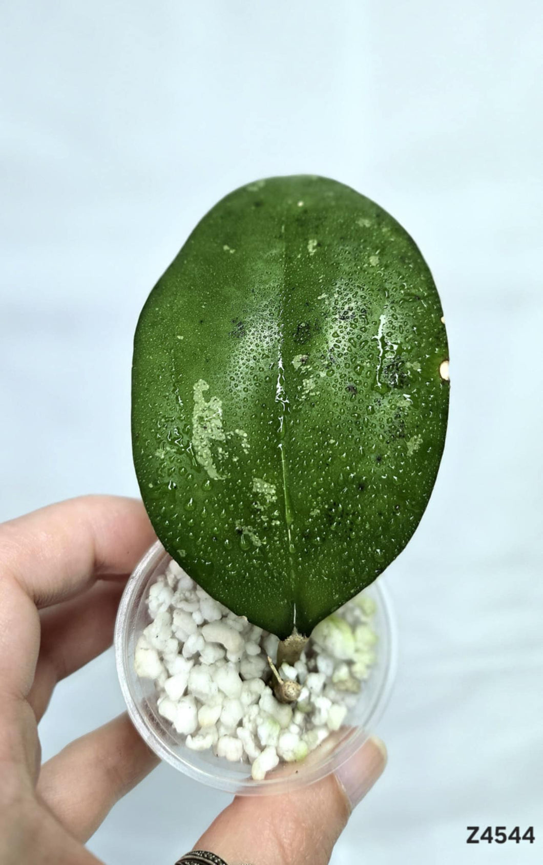 Hoya AH035 ⭐️ #Z4544