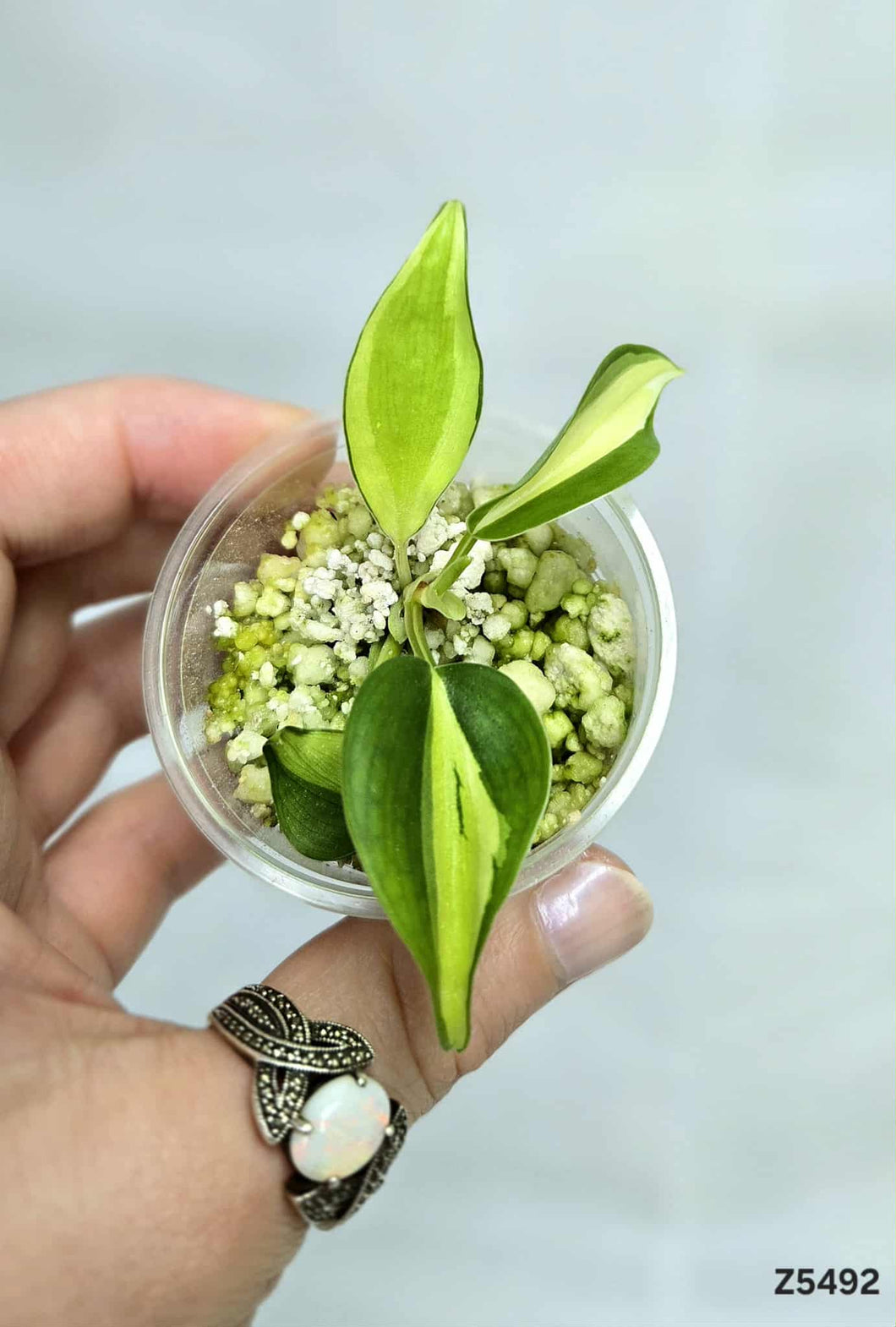 Philodendron Cream Splash #Z5492