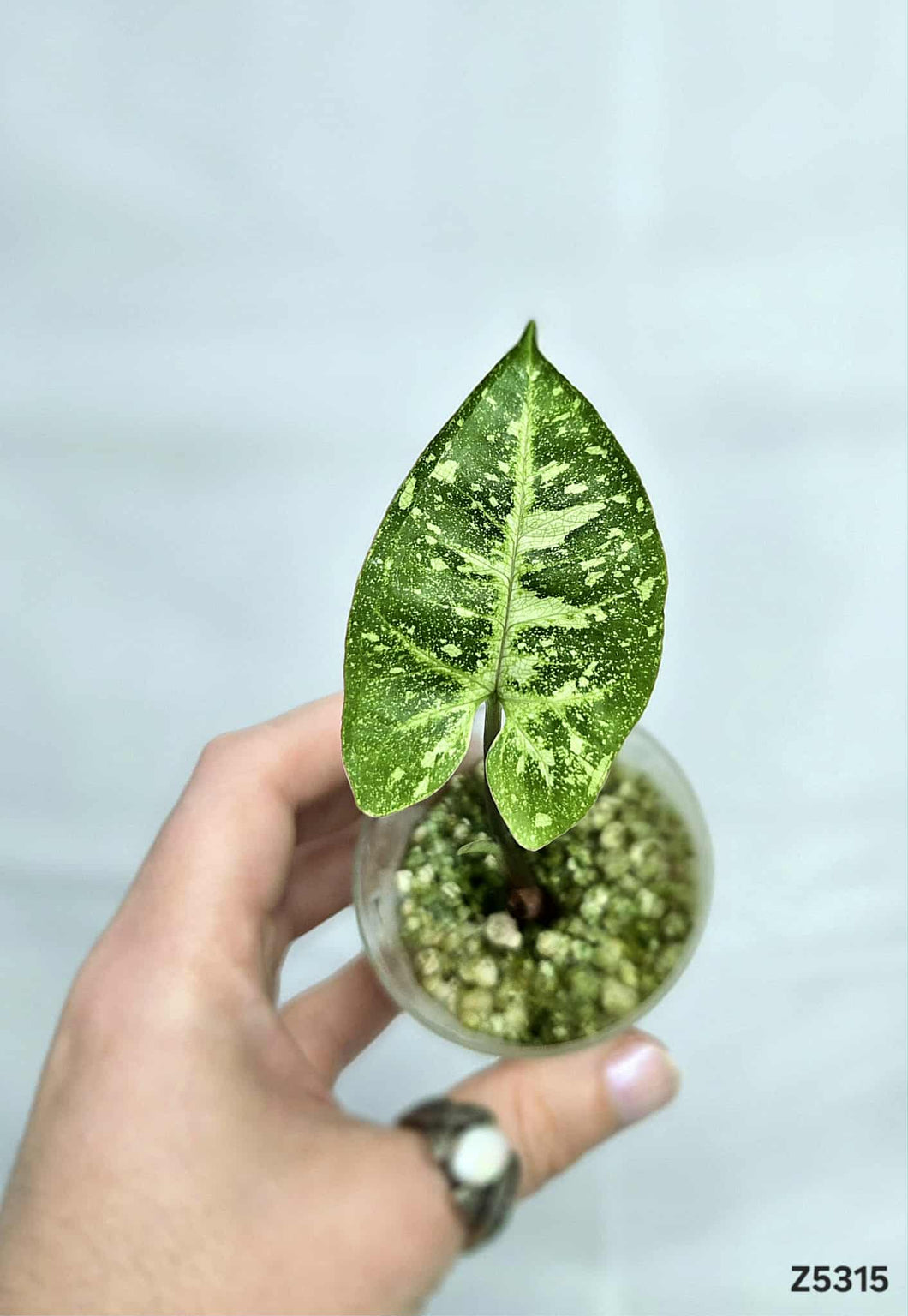 Syngonium Panda Galaxy  #Z5315