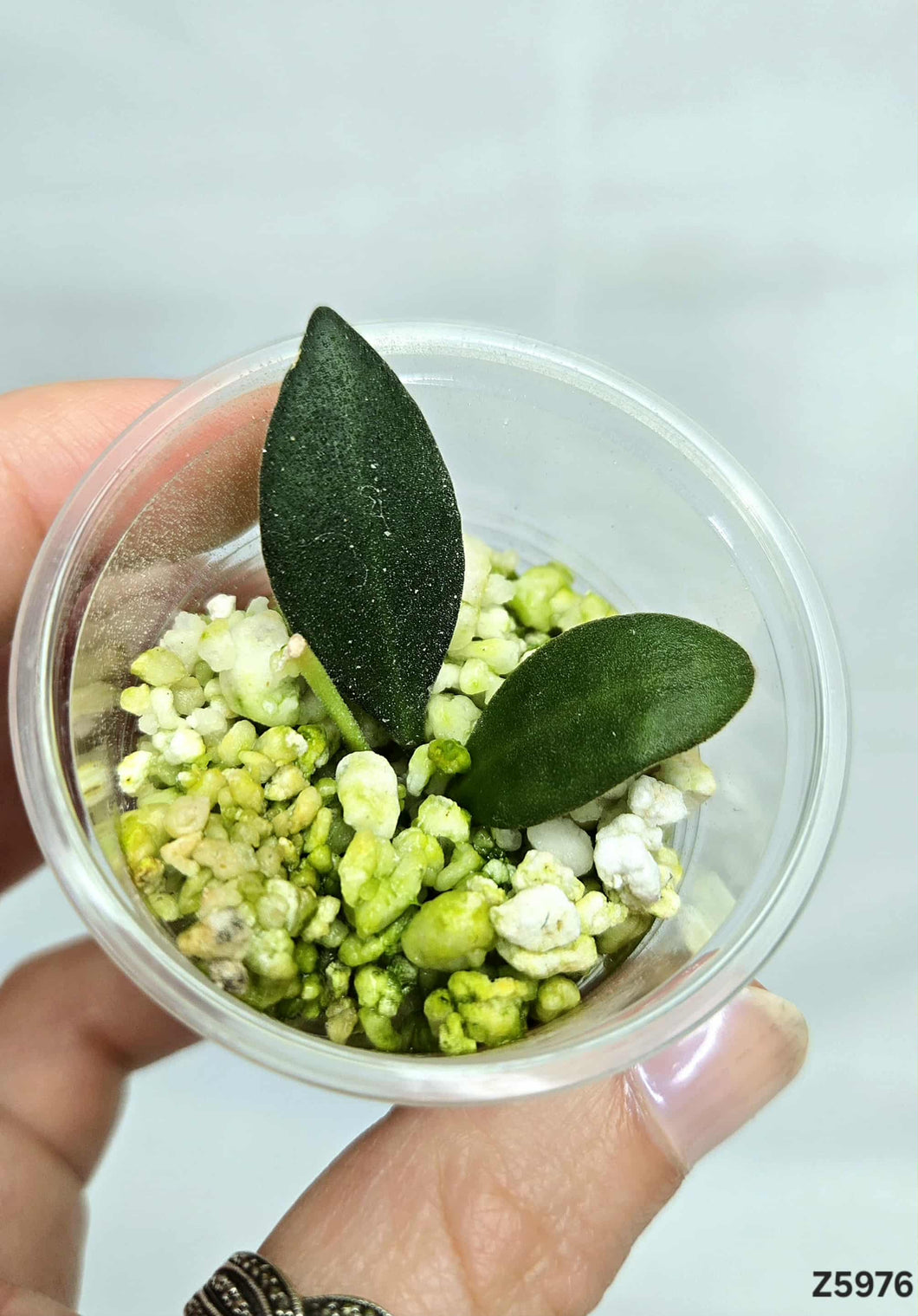 Hoya Bilobata ⭐️ #Z5976