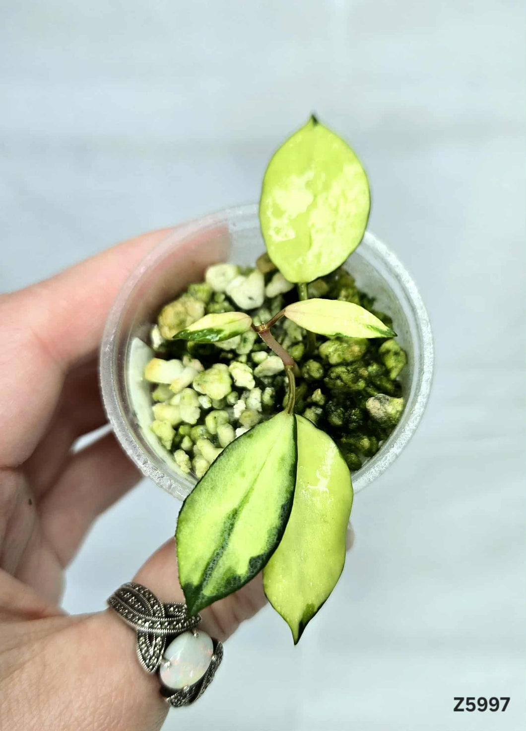Hoya Lacunova Minara ⭐️ #Z5997