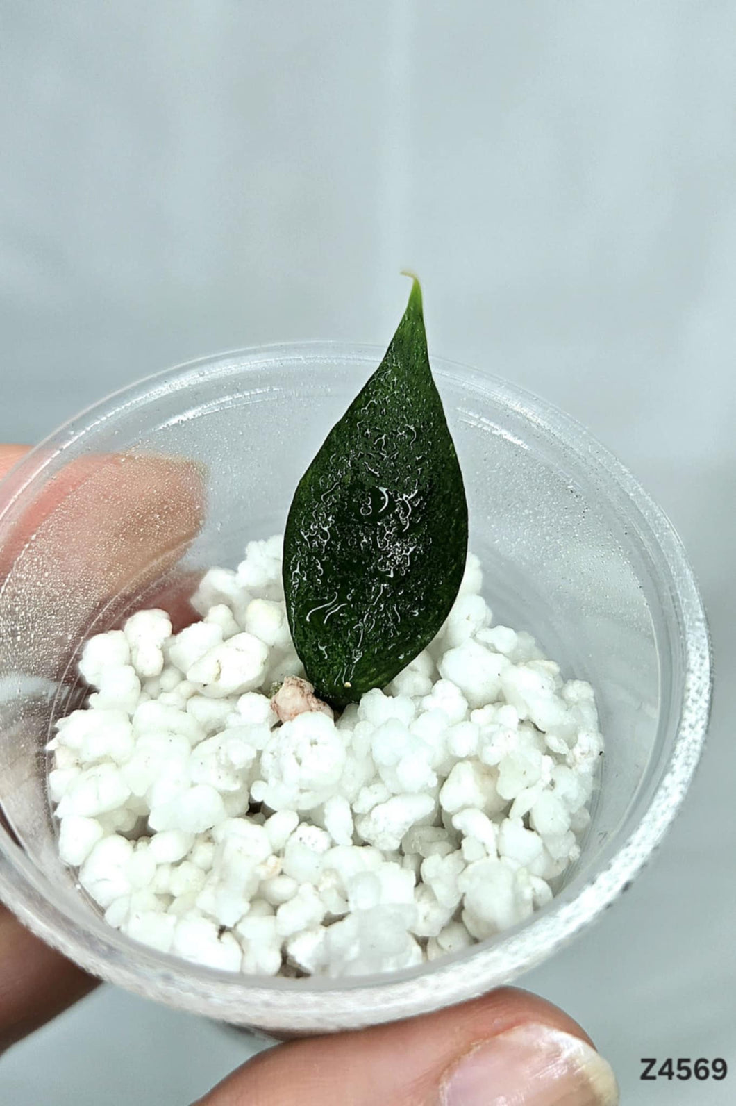 Hoya Polyneura Broget ⭐️ #Z4569