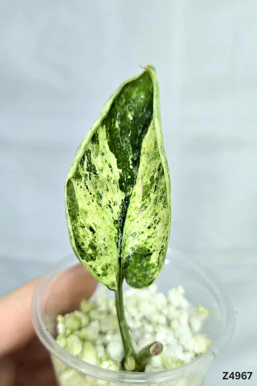 Scindapsus Marble Queen #Z4967